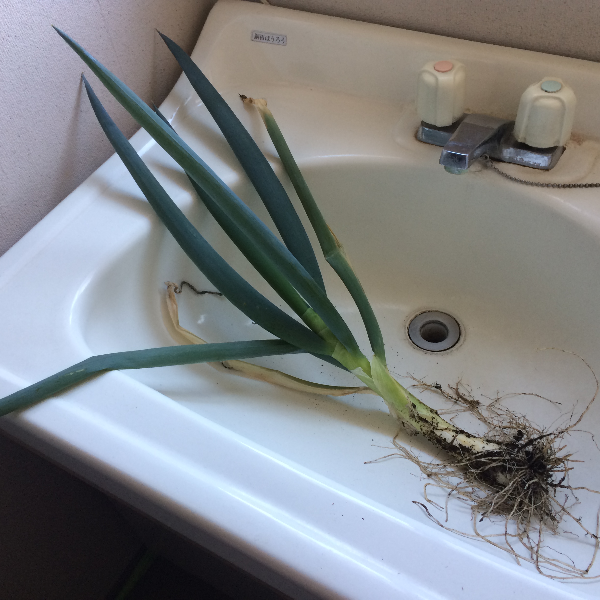 長ネギの端がこんなに立派に育ちました!-野菜だってリサイクル